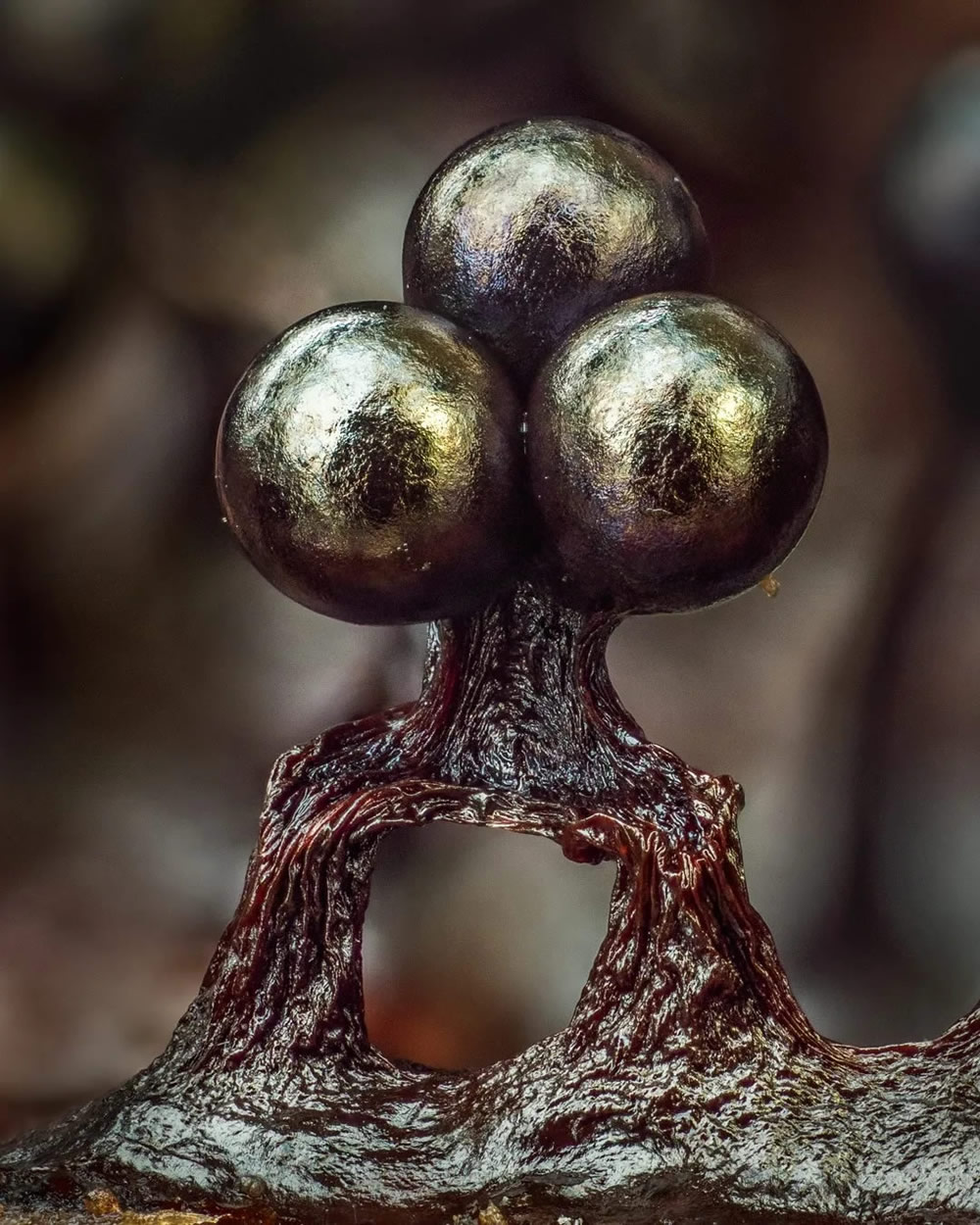 Slime Molds Macro Photography By Barry Webb