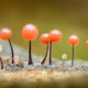 Slime Molds Macro Photography By Barry Webb