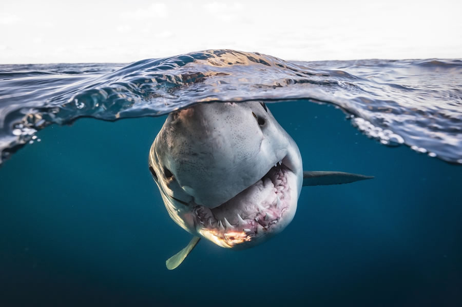 Underwater Photographer of the Year Contest Winners