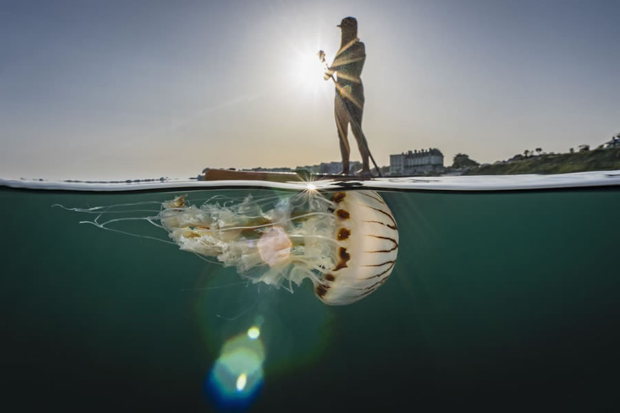 Vencedores do Concurso de Fotógrafo Subaquático do Ano