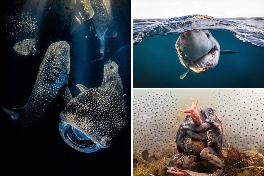 Stunning Winning Photos Of Underwater Photographer of the Year Contest