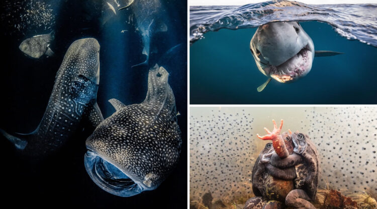 Stunning Winning Photos Of Underwater Photographer of the Year Contest