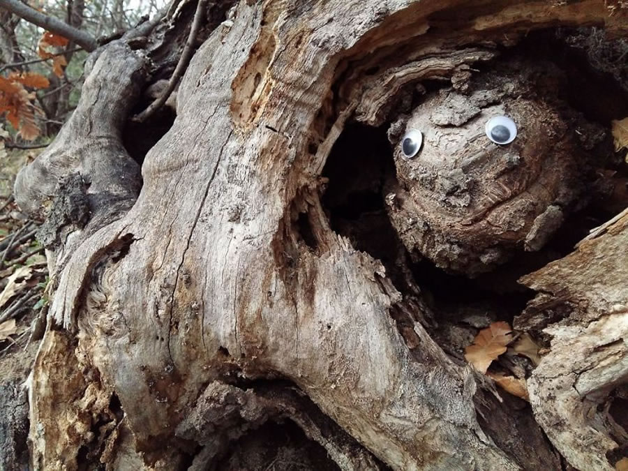 People Are Sticking Googly Eyes on Everything From Trees to 'Mom's Ashes'  in Viral Trend