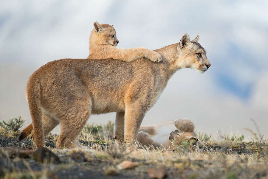 World Nature Photography Awards Winners