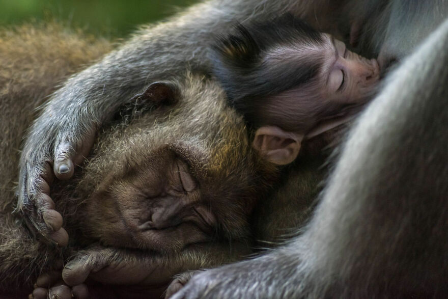 World Nature Photography Awards Winners