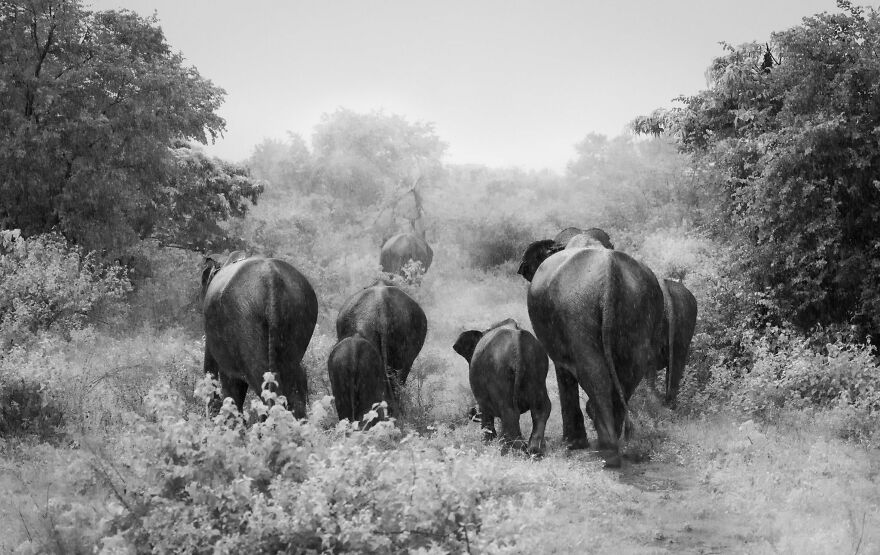 World Nature Photography Awards Winners