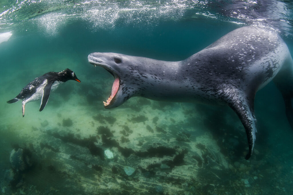 30 Stunning Winning Photos Of The 2021 World Nature Photography Awards