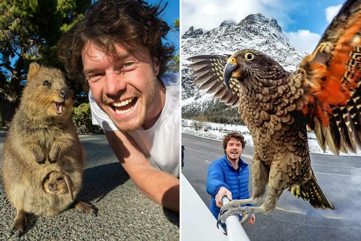 Allan Dixon Animal Selfies