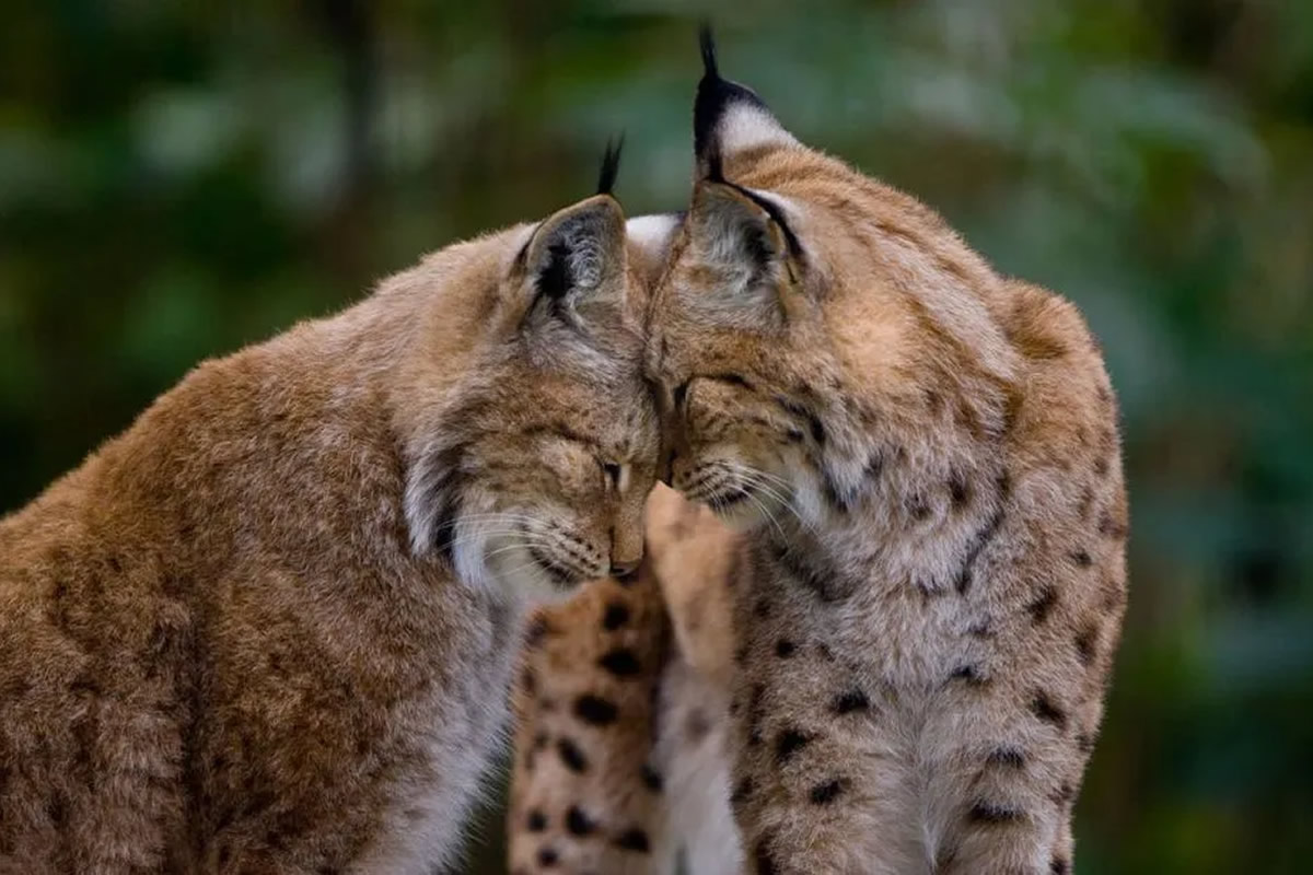 Photographer Goran Anastasovski Captured The Emotional Bond Between Animals