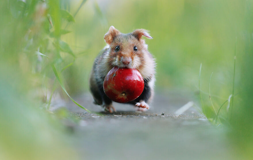 Beautiful Photos Of Wild Hamsters By Julian Rad