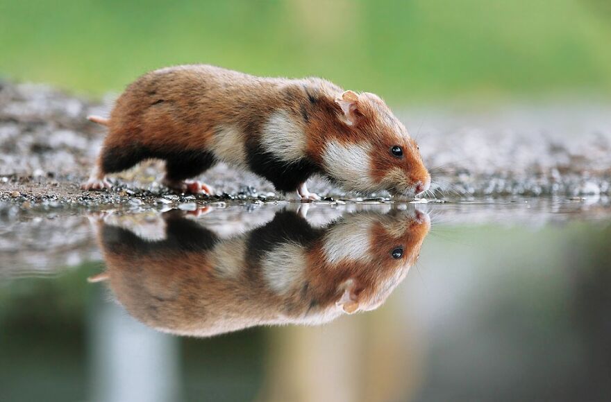 Beautiful Photos Of Wild Hamsters By Julian Rad