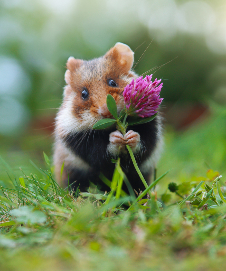 Beautiful Photos Of Wild Hamsters By Julian Rad