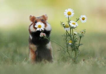 Photographer Julian Rad Spent 10 Years To Capture These Beautiful Photos Of Wild Hamsters