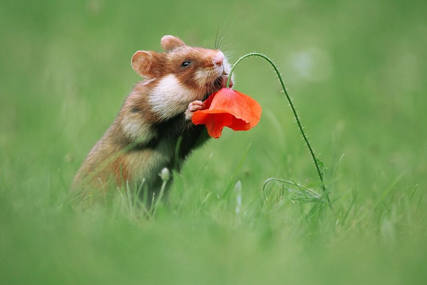 Beautiful Photos Of Wild Hamsters By Julian Rad