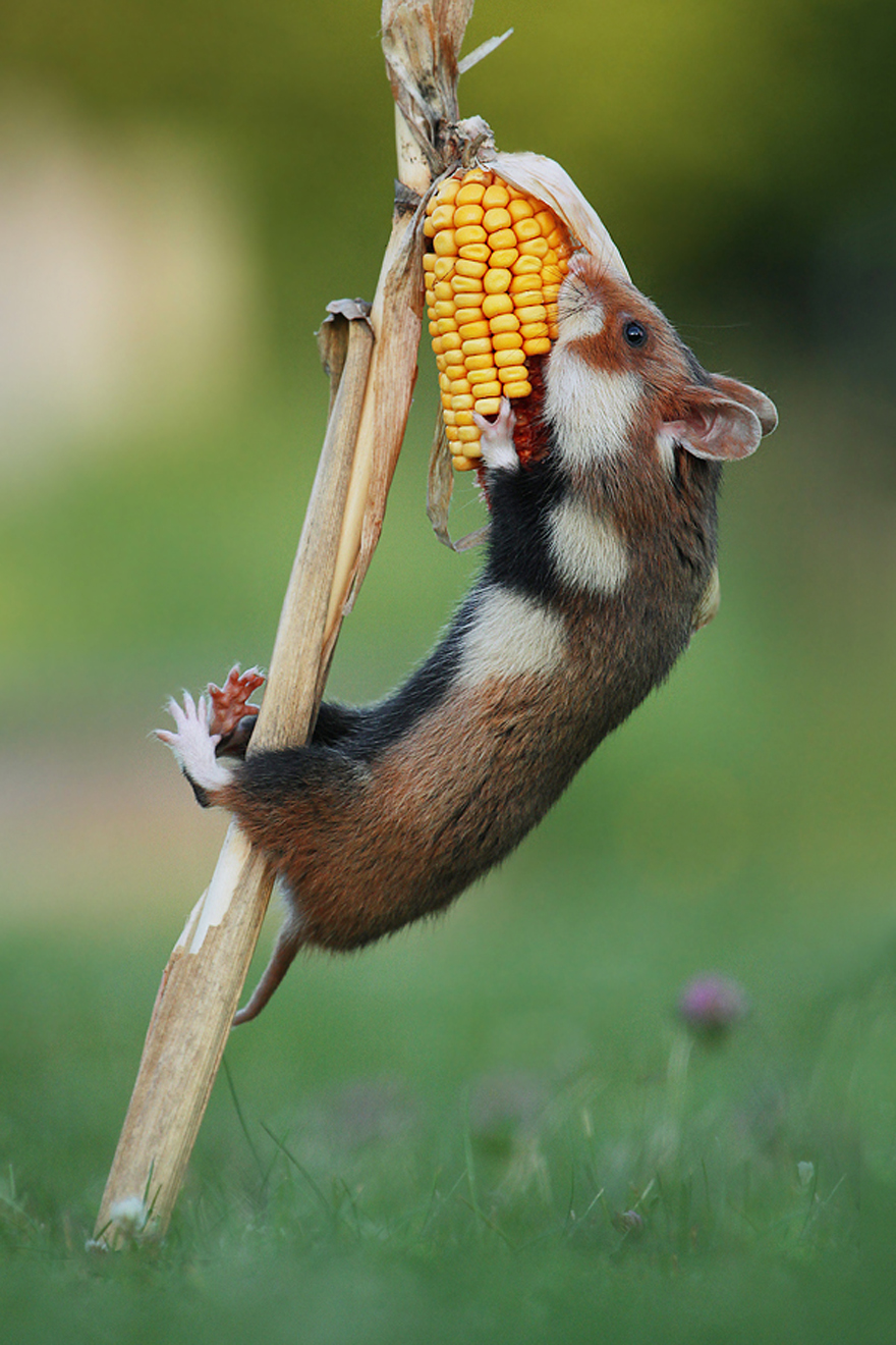 Beautiful Photos Of Wild Hamsters By Julian Rad