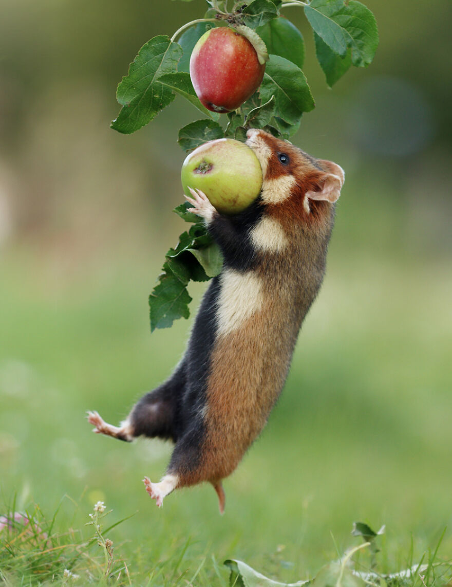 Beautiful Photos Of Wild Hamsters By Julian Rad