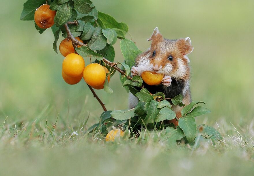 Beautiful Photos Of Wild Hamsters By Julian Rad