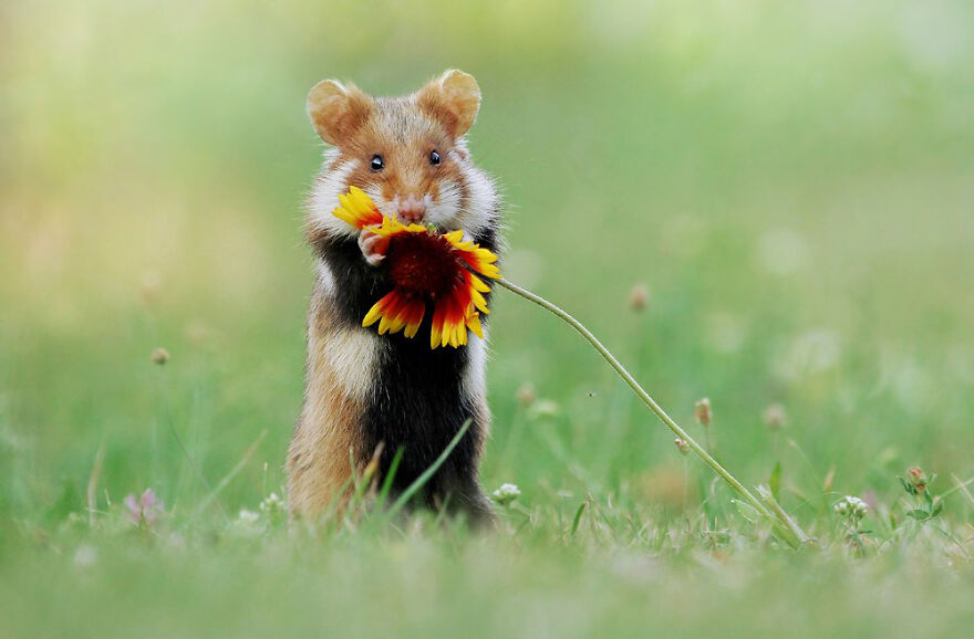 Beautiful Photos Of Wild Hamsters By Julian Rad