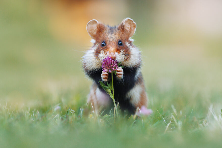 Beautiful Photos Of Wild Hamsters By Julian Rad