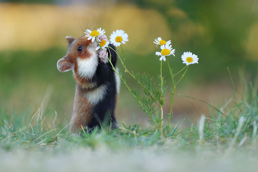 Beautiful Photos Of Wild Hamsters By Julian Rad