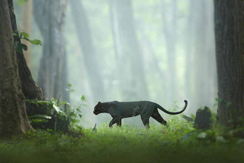 Photographer Captured Amazing Photos Of A Rare Black Panther Roaming In The Jungles Of India