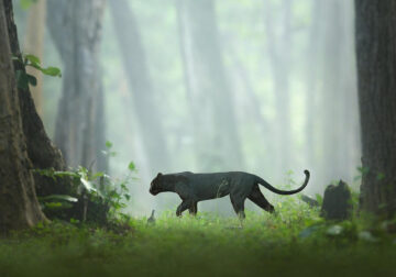 Photographer Captured Amazing Photos Of A Rare Black Panther Roaming In The Jungles Of India