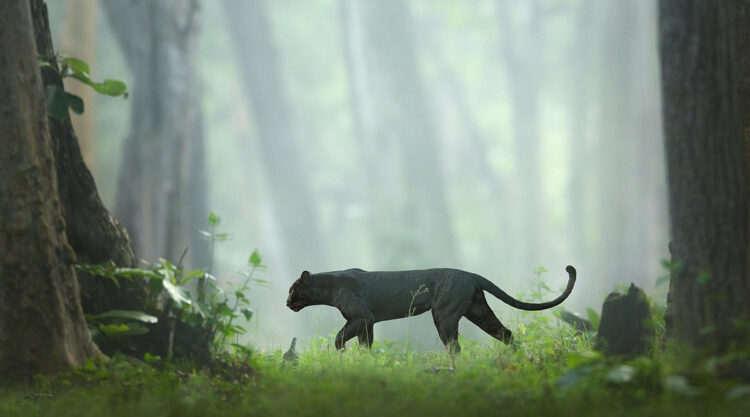 Photographer Captured Amazing Photos Of A Rare Black Panther Roaming In The Jungles Of India