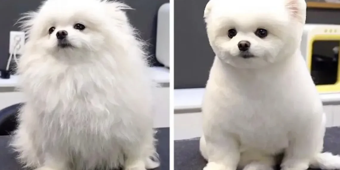 dog before and after haircut