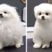20 Dog Haircut Photos Before And After Grooming 11 dog before and after haircut