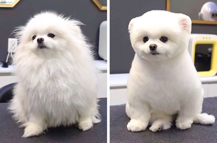 Puppy haircut hot sale