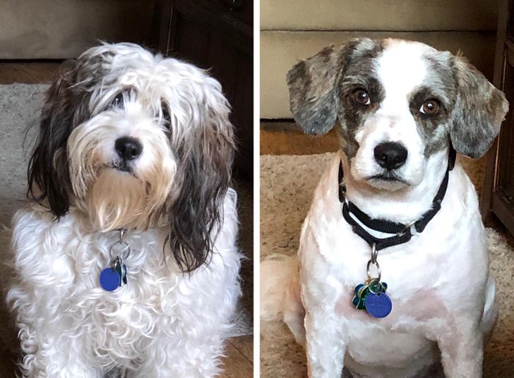 Dog Haircut Photos