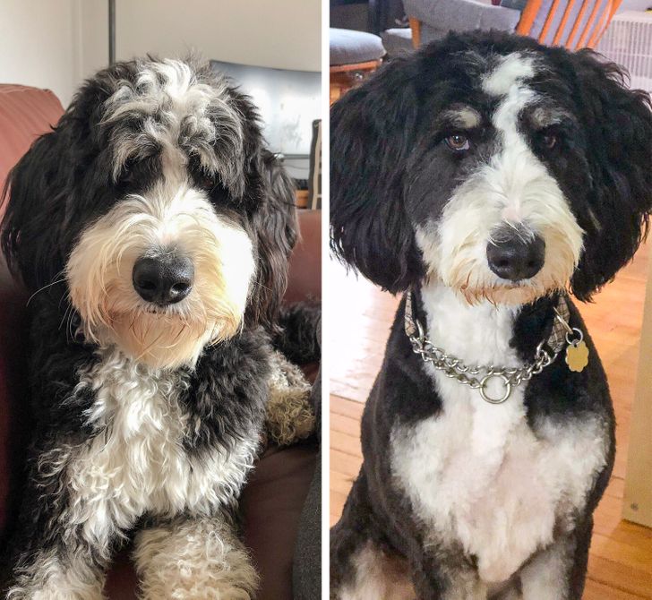 20 Dog Haircut Photos Before And After Grooming - 121Clicks.com