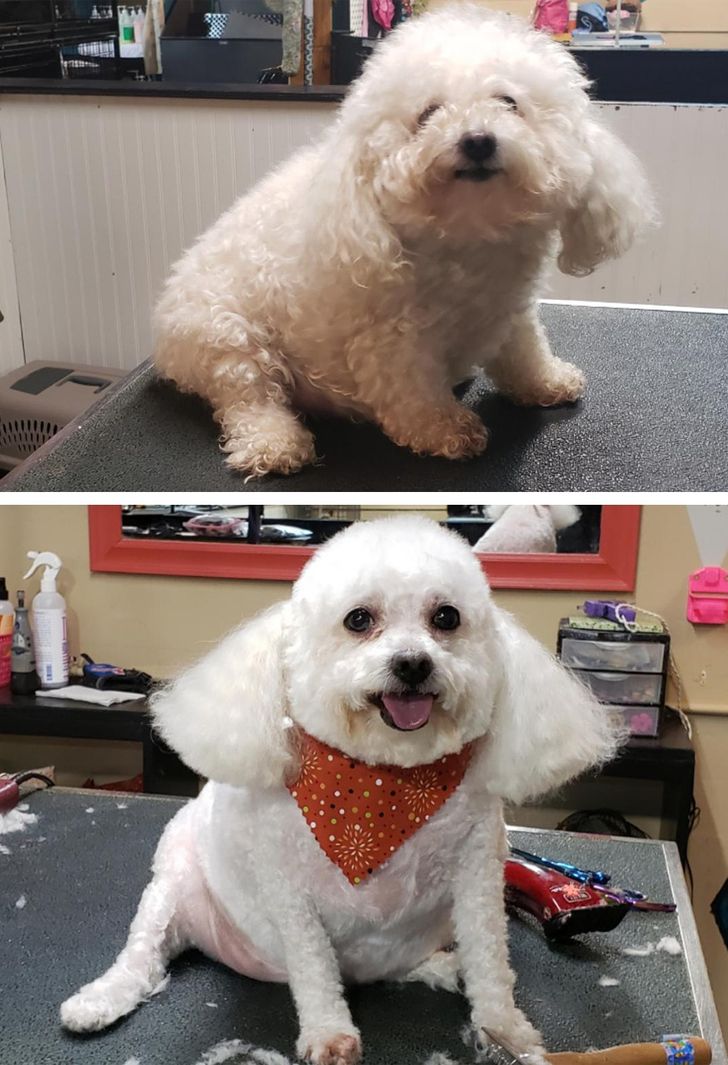 Dog Haircut Photos