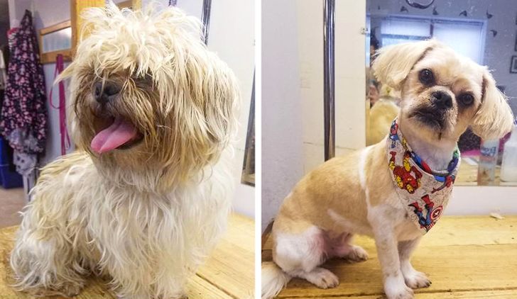 Dog Haircut Photos