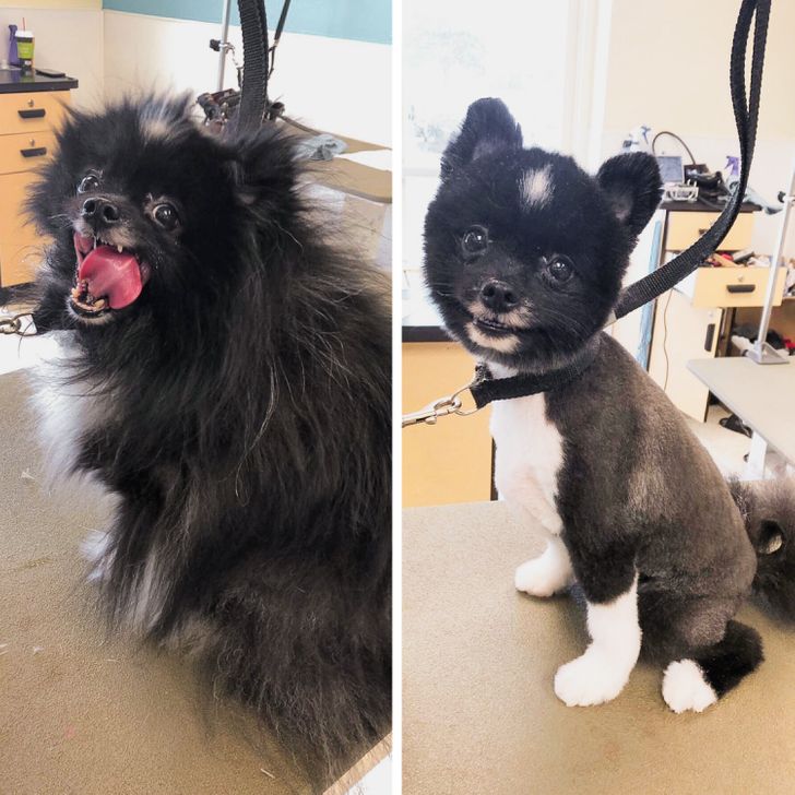 Dog Haircut Photos