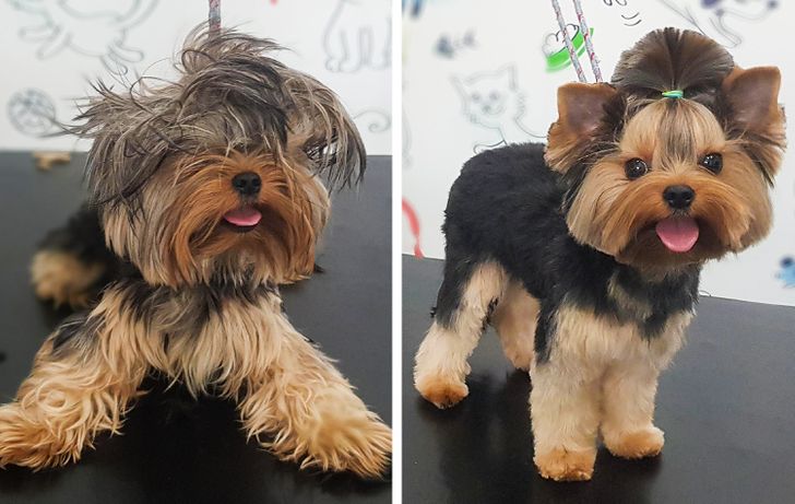 Dog Haircut Photos