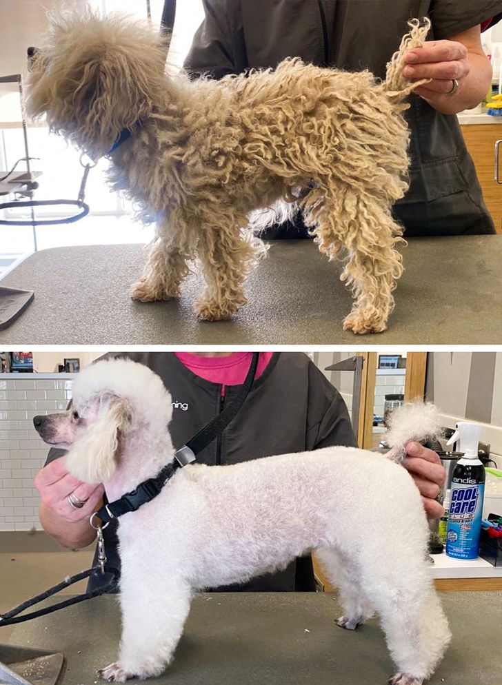 Dog Grooming Haircuts 15 