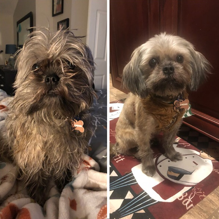 20 Dog Haircut Photos Before And After Grooming - 121Clicks.com