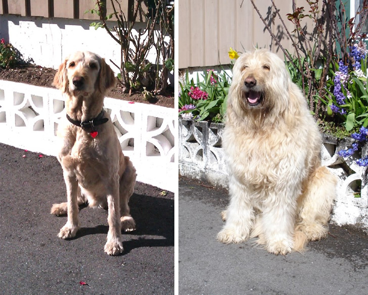 Dog Haircut Photos