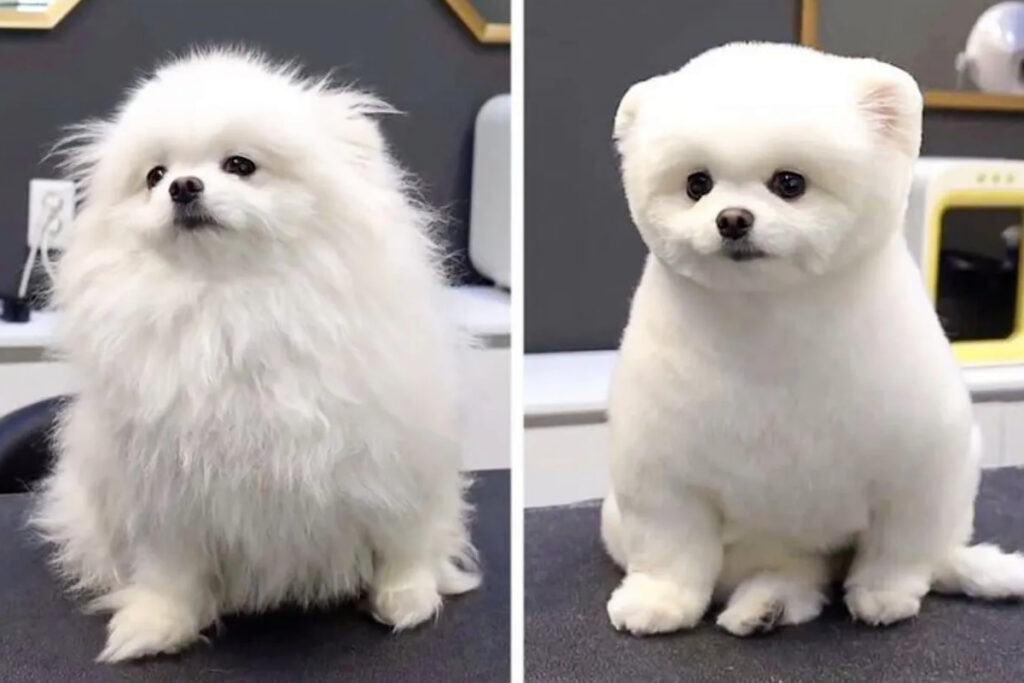 20 Dog Haircut Photos Before And After Grooming