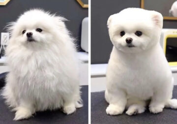 20 Dog Haircut Photos Before And After Grooming