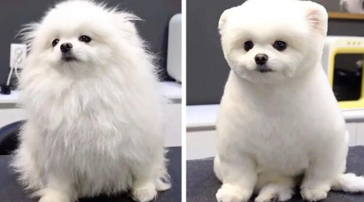20 Dog Haircut Photos Before And After Grooming