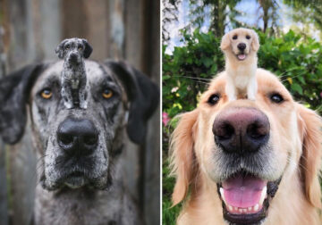 Artist Creates Felted Wool Toys Of Animals And Their Tiny Adorable Twins