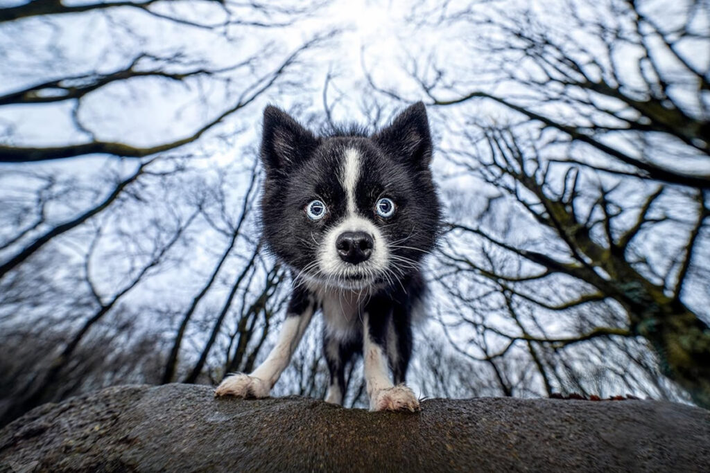 Photographer Cat Race Captured Stunning And Quirky Dog Portraits
