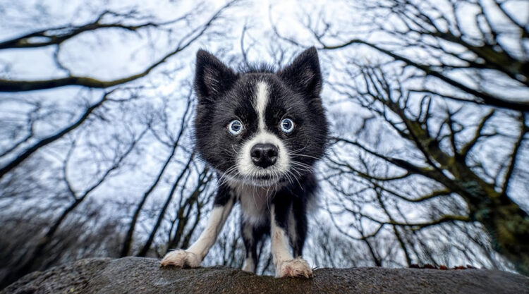 Photographer Cat Race Captured Stunning And Quirky Dog Portraits