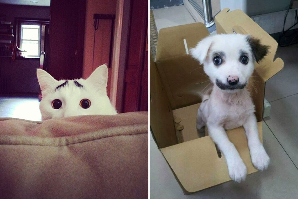 25 Unusual Animals That Nature Has Given A Unique Appearance