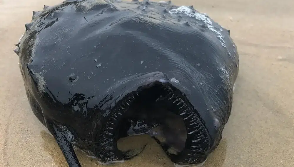 A dark spiky deep-sea anglerfish washed up on a sandy beach