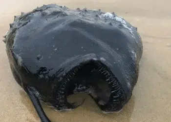 A dark spiky deep-sea anglerfish washed up on a sandy beach