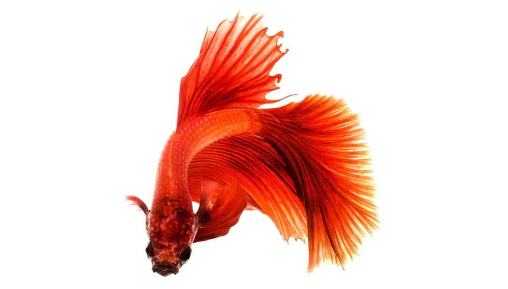 Vibrant red betta fish with flowing fins on white background