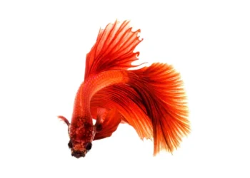 Vibrant red betta fish with flowing fins on white background